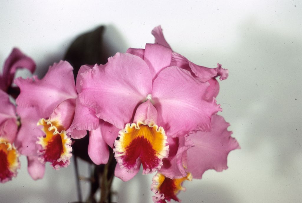 Cattleya Califlora #491, duplicate slide of Program 3 slide 3, made in January 1971.