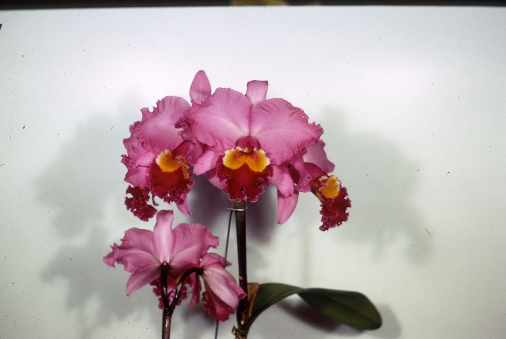 Cattleya J. A. Carbone #492, duplicate slide of Program 3 slide 4, made in January 1971.