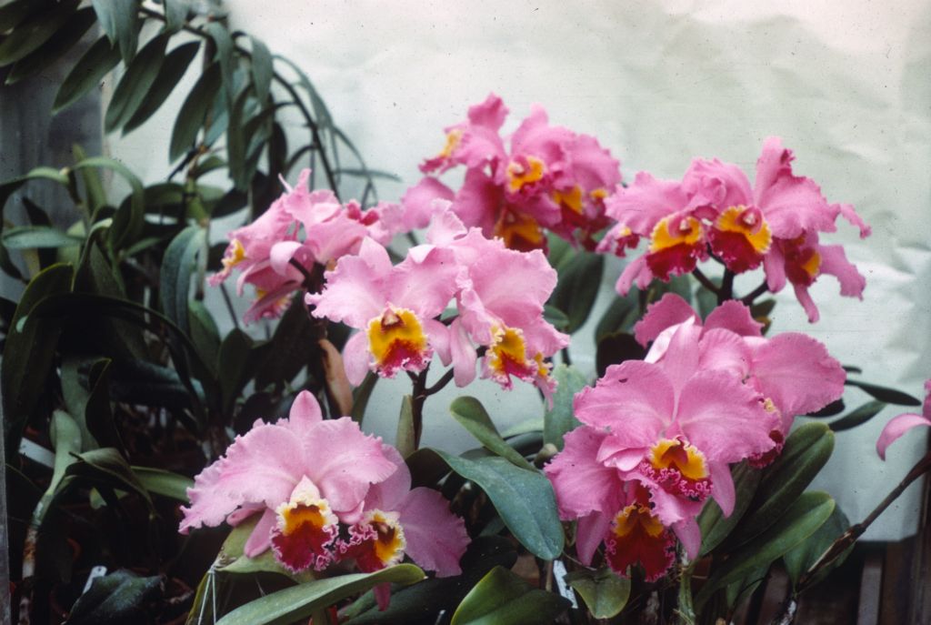 Cattleya J. A. Carbone group, duplicate slide of Program 3 slide 5, made in January 1971.