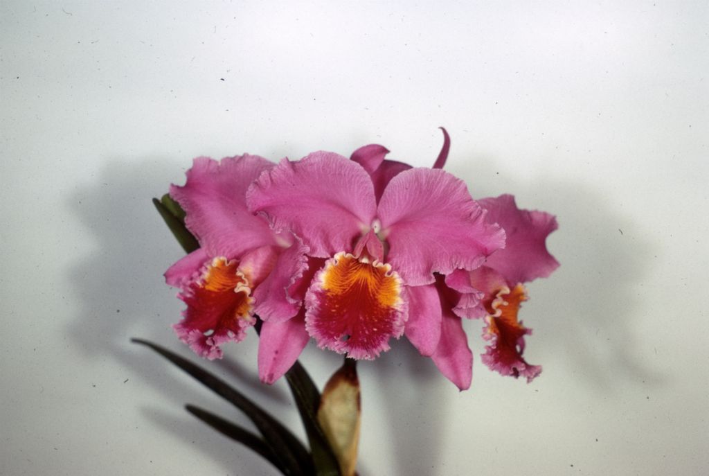 Cattleya Mossy Beauty #469, duplicate slide of Program 3 slide 6, made in January 1971.
