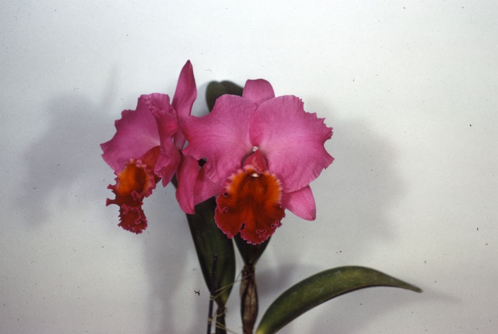 Cattleya Valerie Royston #495, duplicate slide of Program 3 slide 7, made in January 1971.