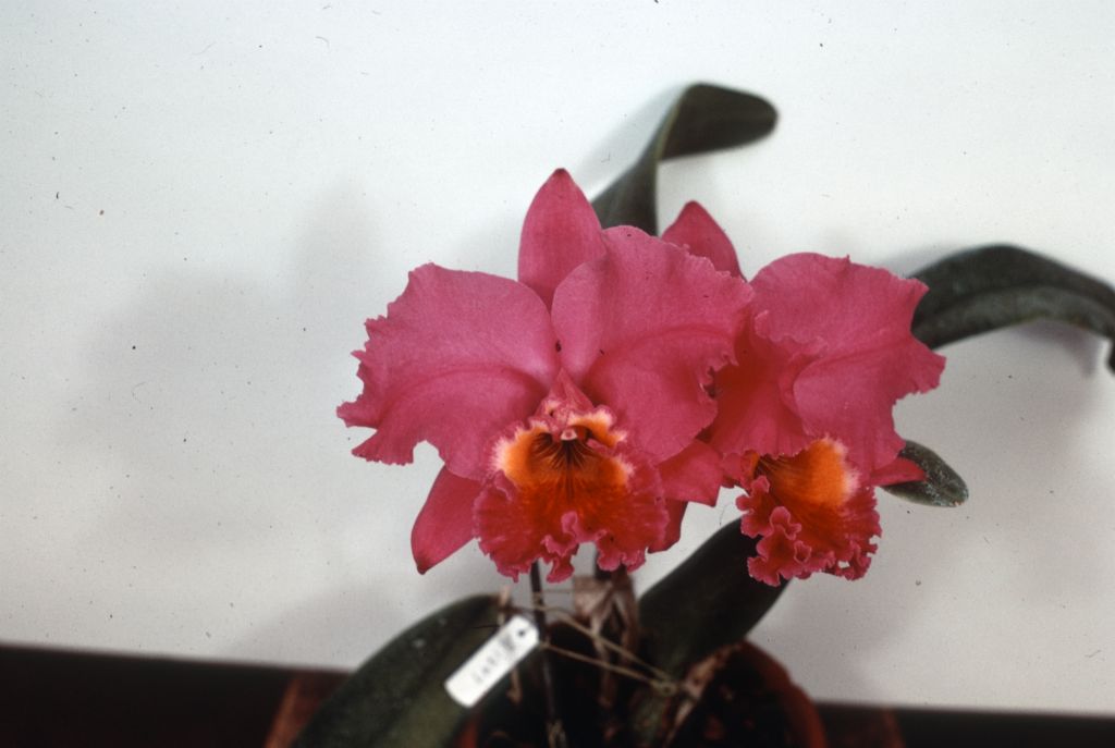 Cattleya Valerie Royston #496, duplicate slide of Program 3 slide 8, made in January 1971.