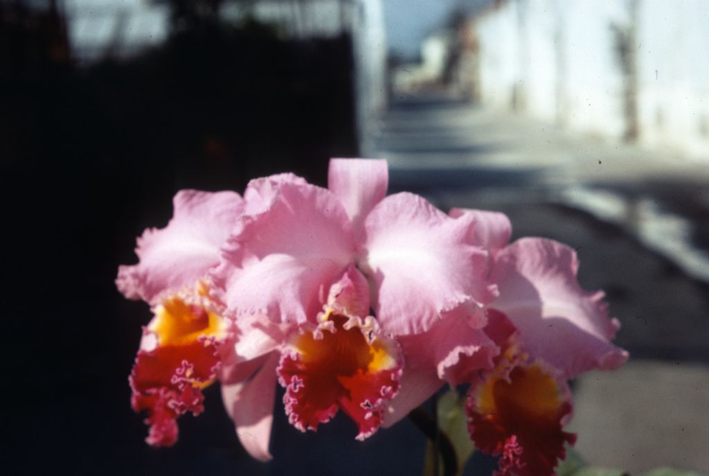 Cattleya Prospector, duplicate slide of Program 3 slide 9, made in January 1971.