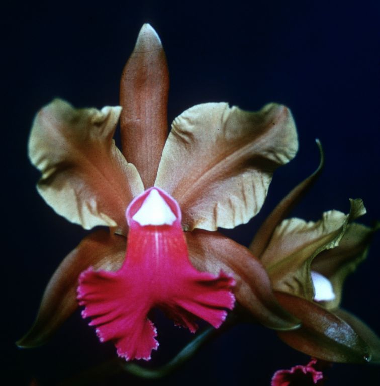 Cattleya Iris, Program 4 slide 16, duplicate slide made November 1966