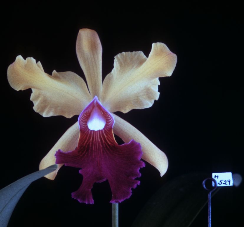 Cattleya Venus, Program 4 slide 17, duplicate slide made November 1966