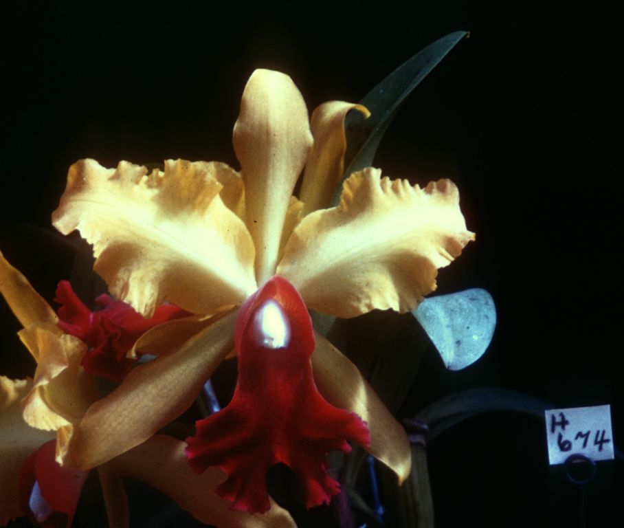 Cattleya Mrs. Medo 'Aurantiaca', Program 4 slide 18, duplicate slide made November 1966