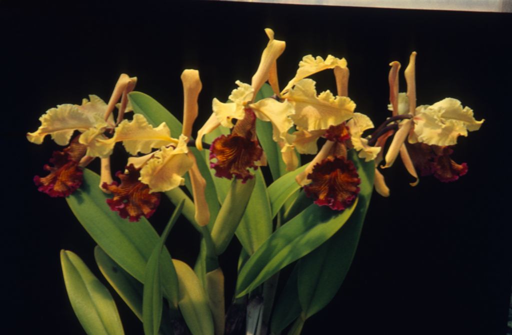 Cattleya dowiana [from] Lance Birk, Program 4 slide 1a, July 1970, digital image copied from roll 197007 slide 2.  The program script calls for a photo of the two varieties of Cattleya dowiana (represented by the plant from Lance Birk and 'Young's' variety, but no such photo was found in the Keyes collection.  Instead, copies of both of the varieties are shown separately as slides 1a and 1b.