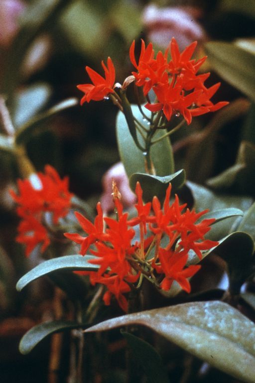 Cattleya aurantiaca, Program 4 slide 2, duplicate slide made in November, 1966