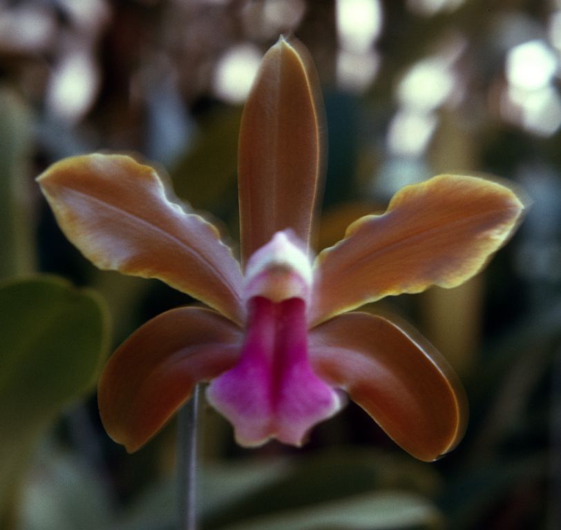 Cattleya bicolor measuresiana, Program 4 slide 3, January 1966, roll 1966H6 slide 3