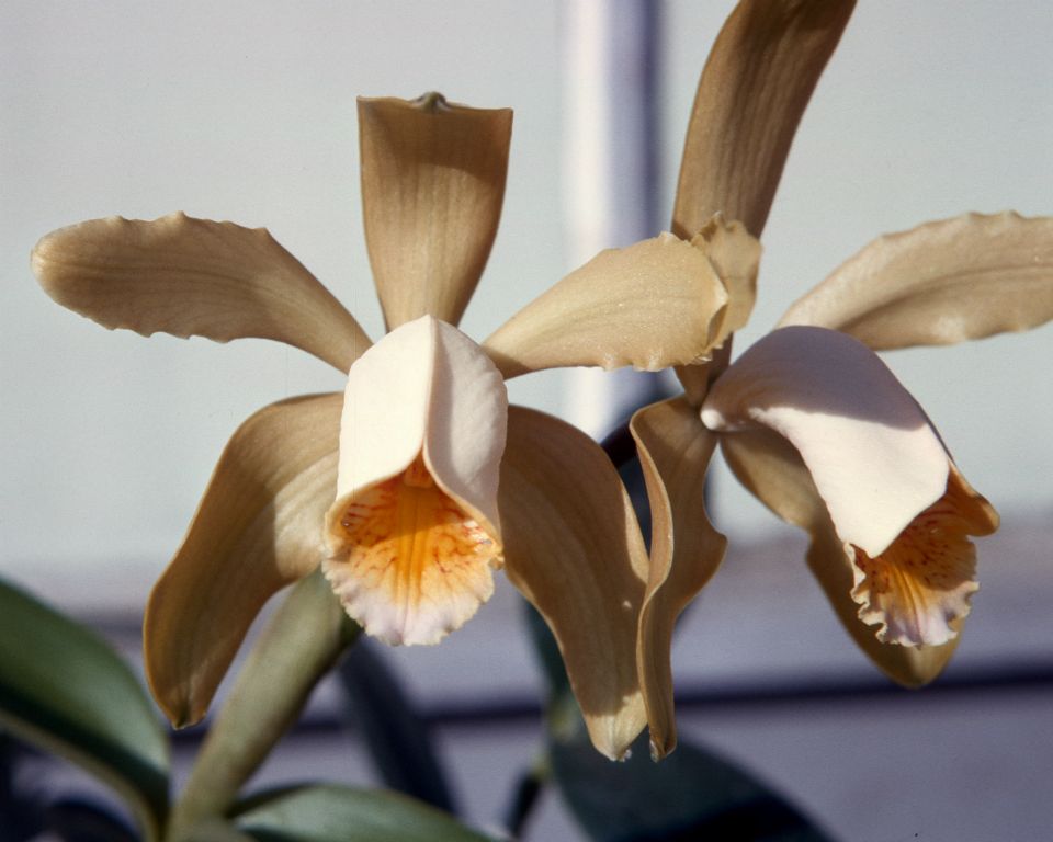 Cattleya forbesii, Program 4 slide 5, May 1964, roll 196405H slide 18