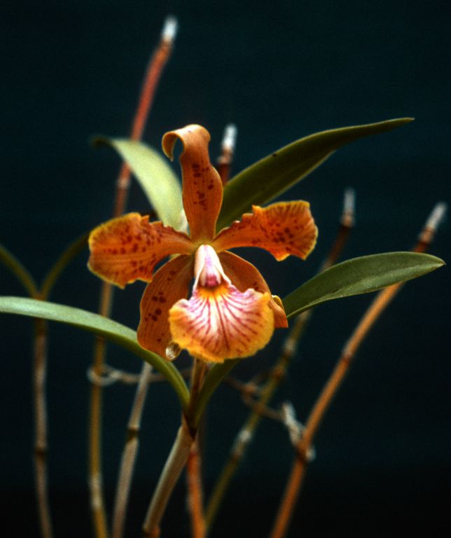 Cattleya velutina, Program 4 slide 6, January 1961, roll 196101H slide 10