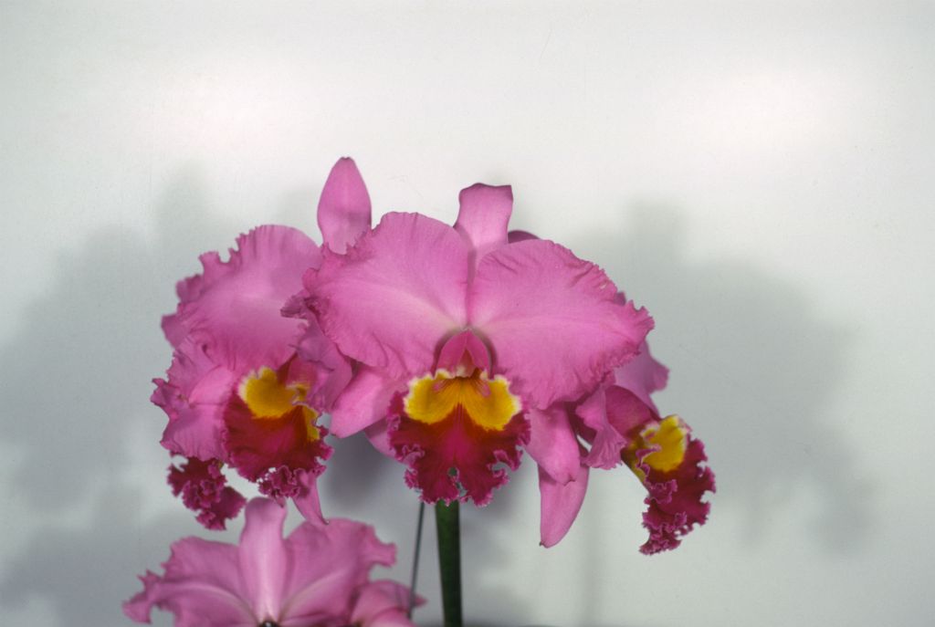 Cattleya J. A. Carbone #492, Program 8 slide 10, May 1969, roll 196905H6red slide 19