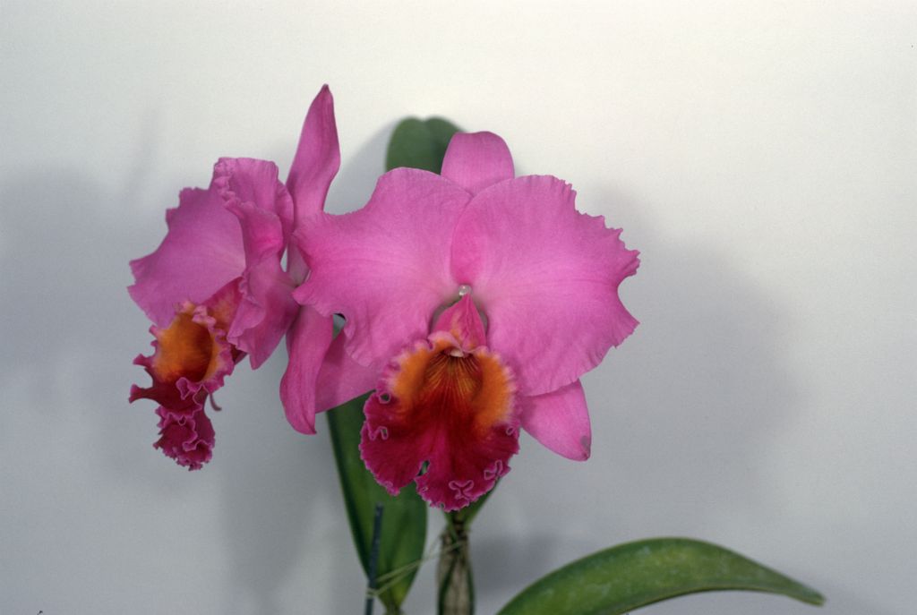 Cattleya Valerie Royston #495, Program 8 slide 11, May 1969, roll 196905H7 slide 20