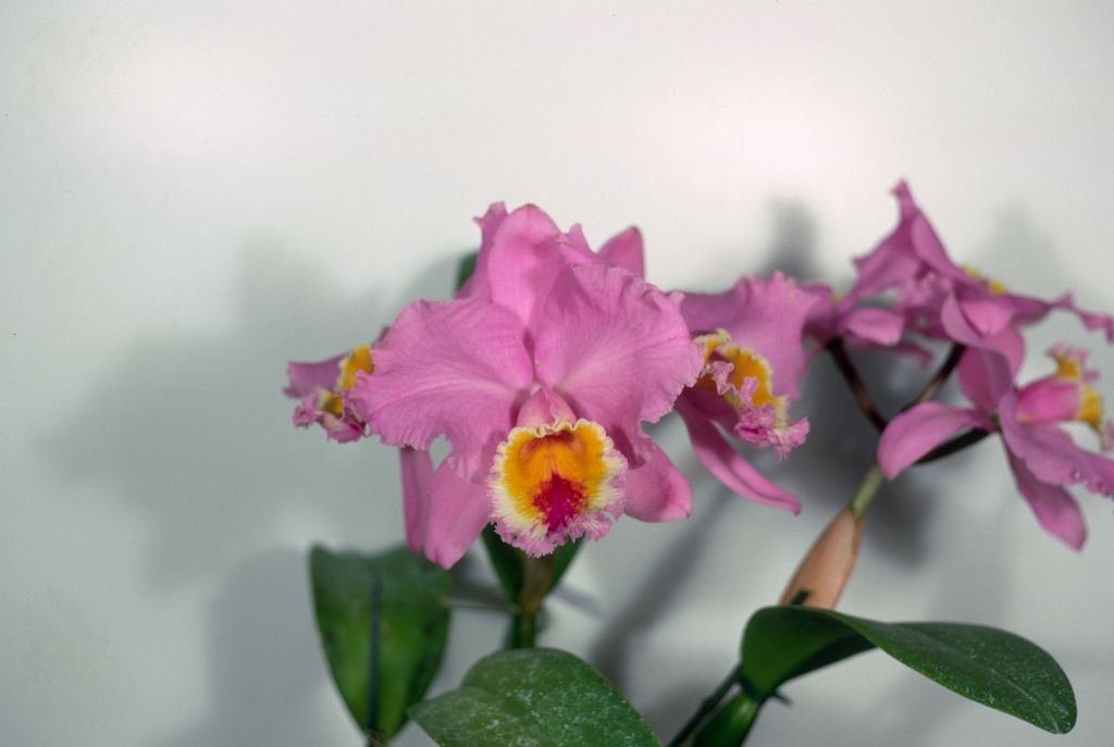 Cattleya Califlora 'Royston' HCC/AOS, Program 8 slide 15, May 1969, roll 196905H6red slide 14