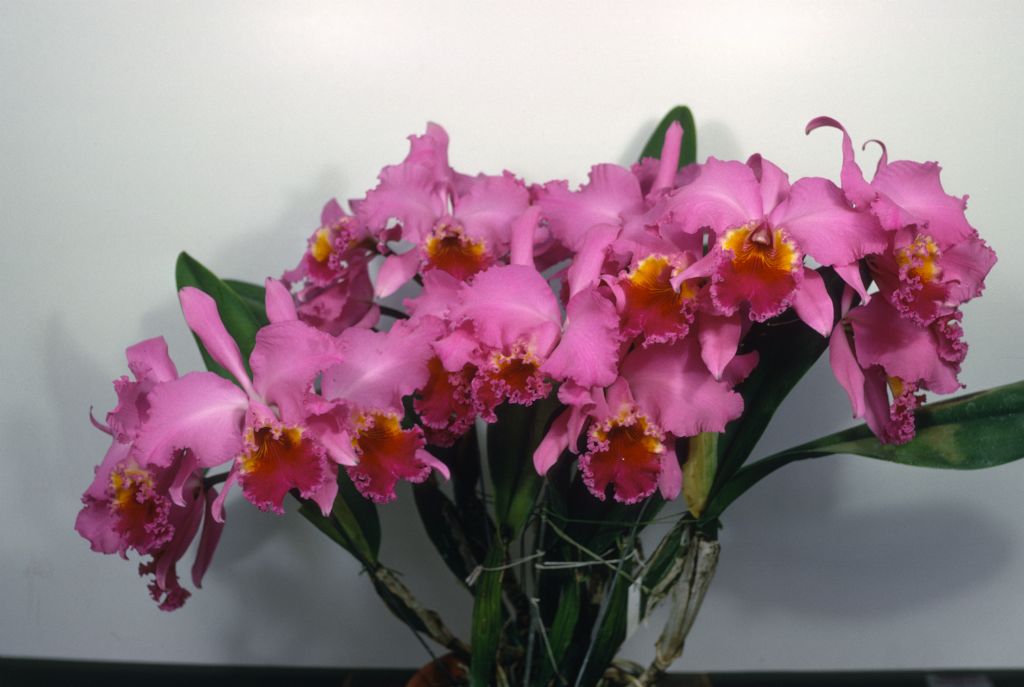 Cattleya Califlora, specimen in 6" pot, Program 8 slide 16, May 1969, roll 196905H7 slide 30