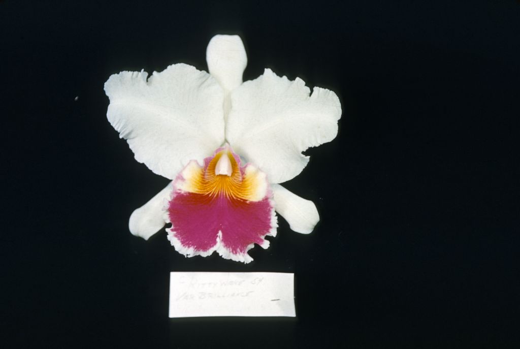 Cattleya Kittiwake 'Brilliance', Program 8 slide 1, no date on slide.  Stamped on back, "Armacost & Royston".