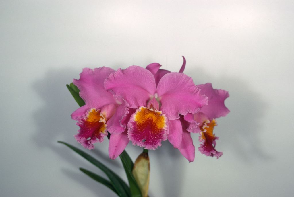 Cattleya Mossy Beauty #469, Program 8 slide 24, digital image copied from Program 3 slide 6, May 1969, roll 196905H6red slide 35