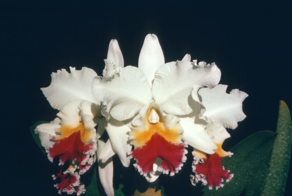 Cattleya Token, Program 8 slide 3, duplicate slide made in January 1969