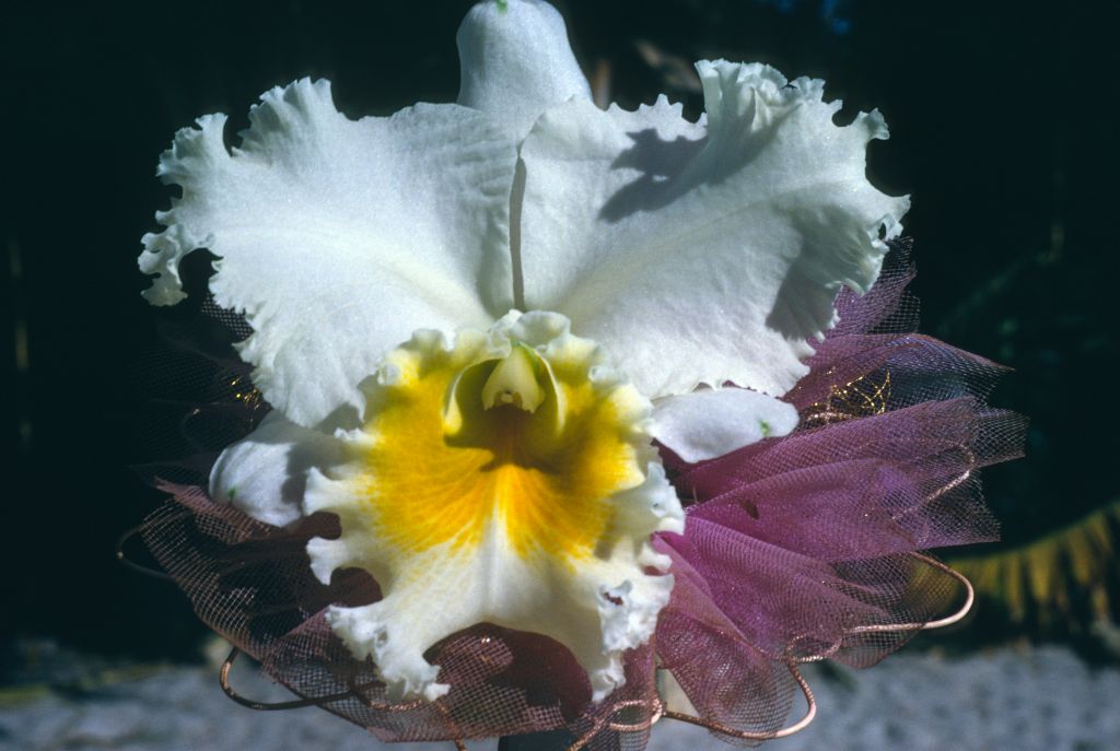 Cattleya Bow Bells 'London Pride', Program 8 slide 5, November 1966, roll 196611H3 slide 15