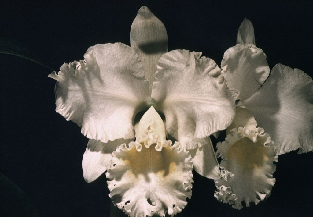 Cattleya Bob Betts 'Snow Bird' AM, Program 8 slide 6, November 1959, roll 195911 slide 13.  Stamped on front, "Armacost & Royston".  The only award before the date of the slide was December 12, 1957, AM/ODC, South Coast Orchid Society, Long Beach, CA, but the slide does not match the award photo published with the award notice in Orchid Digest 22(2) (March, 1958).  The awarded plant had three flowers, the one in this slide has two, so this may be a photo from a later flowering of the same plant.