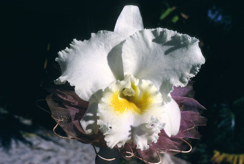 Cattleya Esbetts A-1080, Program 8 slide 9, November 1966, roll 196611H3 slide 17