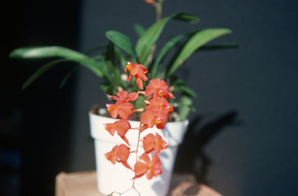 Cochlioda noezliana 'Carimo', August 1977, roll 197708H7red slide 10