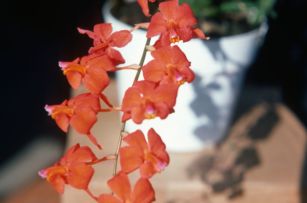 Cochlioda noezliana 'Carimo', August 1977, roll 197708H7red slide 8