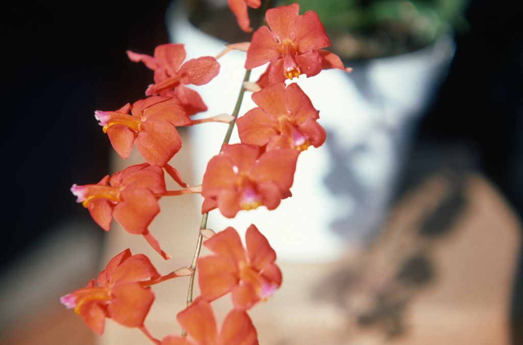 Cochlioda noezliana 'Carimo', August 1977, roll 197708H7red slide 9
