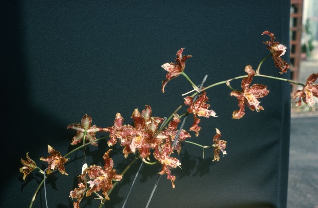 Colmanara Moon Gold 'Carimo', July 1975, roll 197507H2 slide 5, incorrectly labeled as Moon Glow