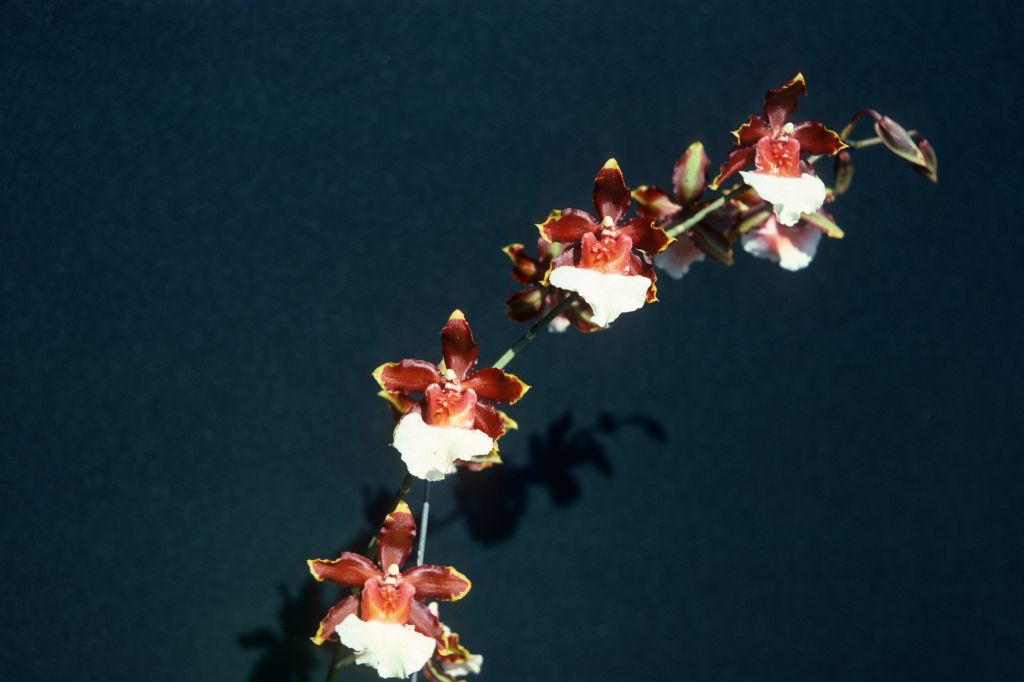 Colmanara Coming Out, August 1976, roll 197608H2 slide 7