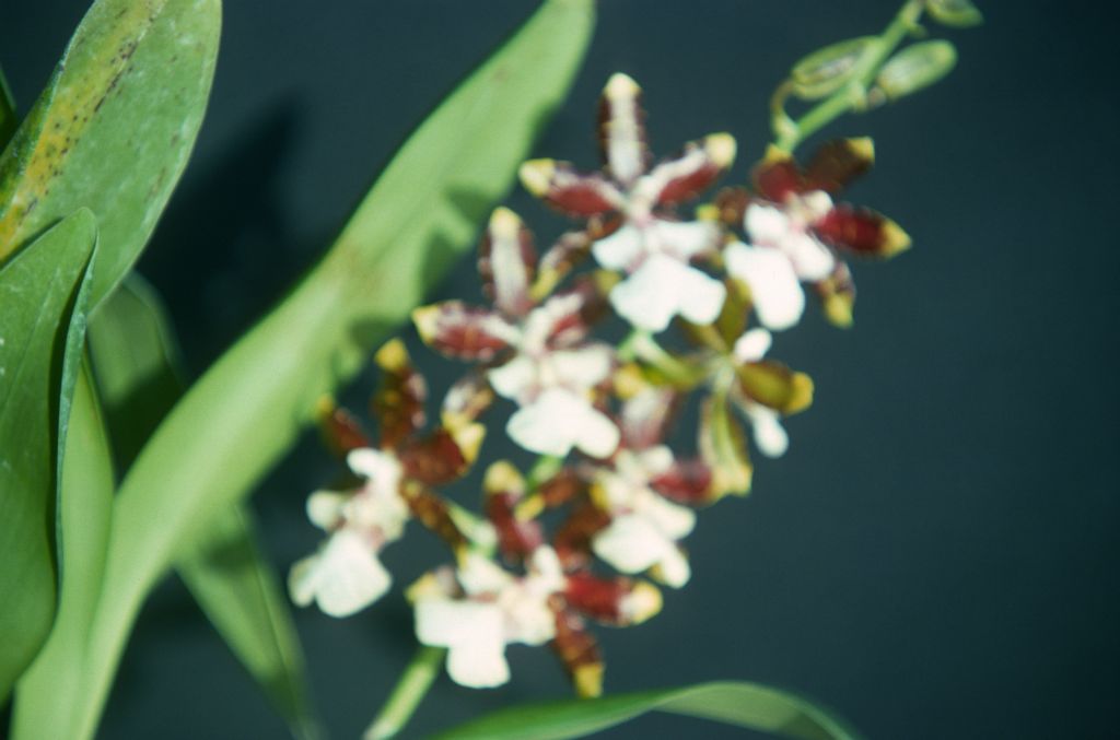 Colmanara (Odontonia Debutante x Oncidium hastatum), never registered, January 1977, roll 197701H9 slide 18