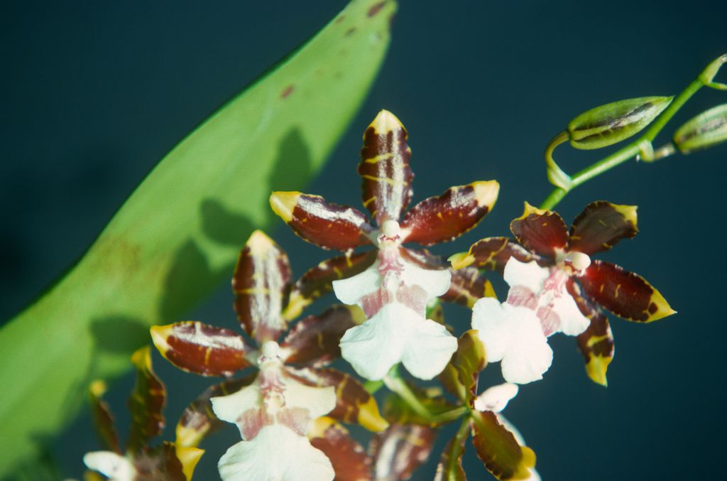 Colmanara (Odontonia Debutante x Oncidium hastatum), never registered, January 1977, roll 197701H9 slide 19