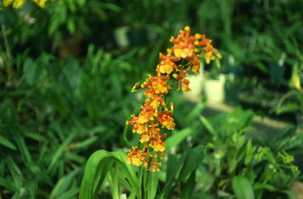 Colmanara (Oncidium sphacelatum x Odontonia Harlequin), never registered, August 1978, roll 197808H5 slide 13