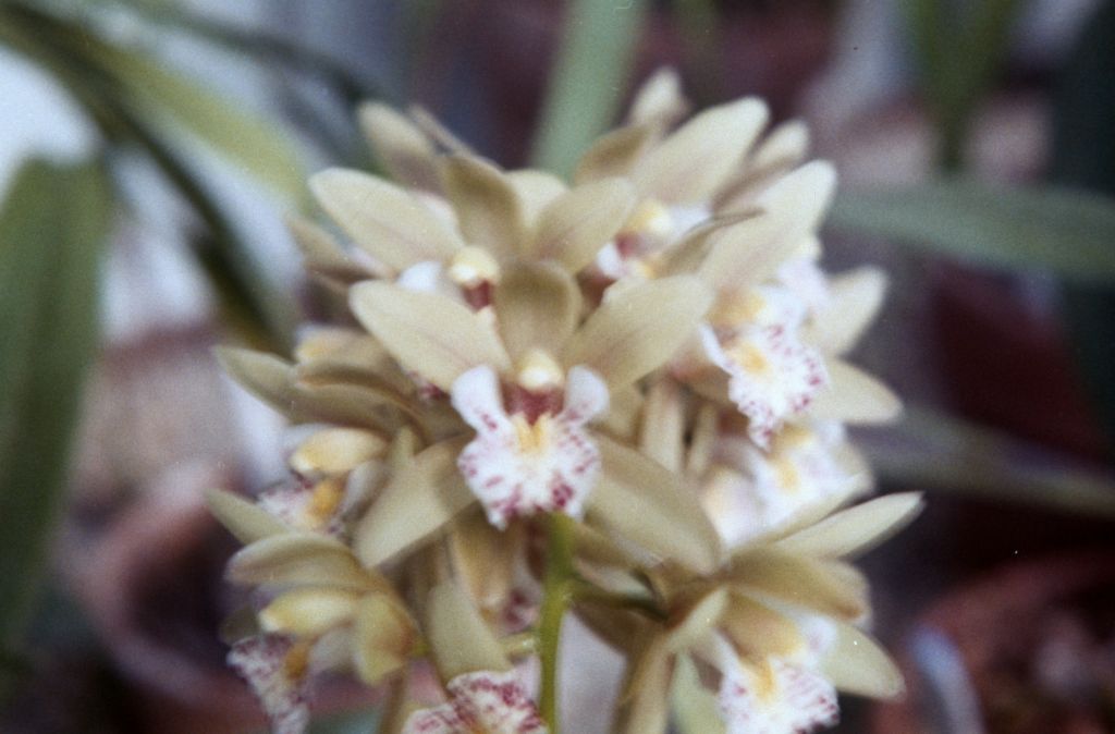 Cymbidium Minneken, March 1963, roll 196303R, slides not numbered