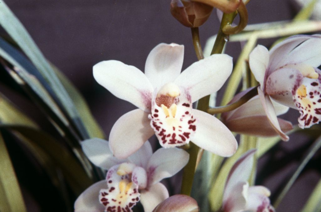 Cymbidium Ettarre '#1', March 1963, roll 196303R, slides not numbered