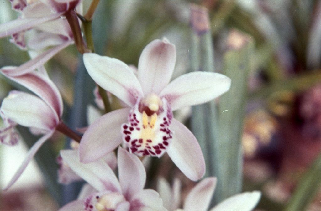 Cymbidium Ettarre '#1', March 1963, roll 196303R, slides not numbered