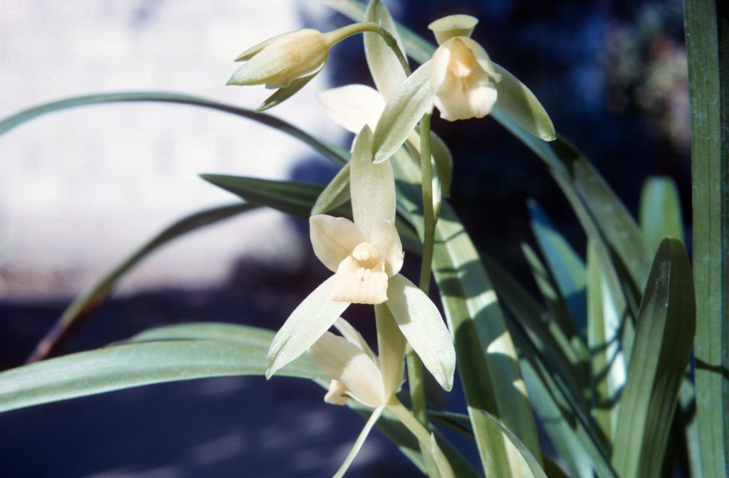 Cymbidium gyokuchin 'Sosin #1', October 1963, roll 196310H slide 13