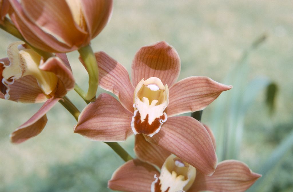 Cymbidium Doris Aurea 'Wig', August 1965, roll 196508H slide 12.  Doris Aurea (registered by Black & Flory in 1942) is not the same as Cymbidium Doris (registered by McBean's Orchids in 1912).