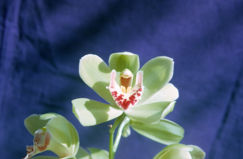 Cymbidium King Arthur 'Apple Green', August 1965, roll 196508H slide 2