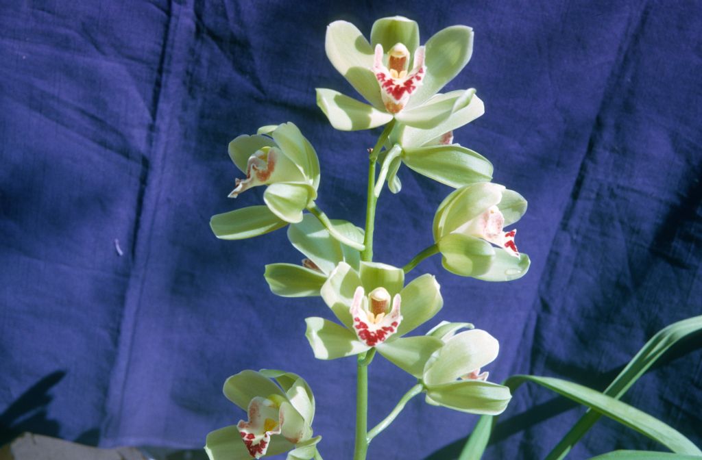 Cymbidium King Arthur 'Apple Green', August 1965, roll 196508H slide 3