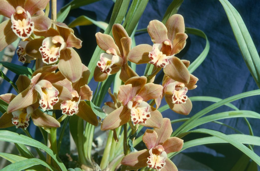 Cymbidium Lynette 'Carlene', August 1965, roll 196508H slide 5