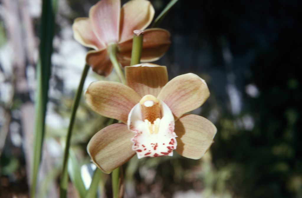 Cymbidium King Arthur 'Delight', January 1966, roll 196601H6 slide 19