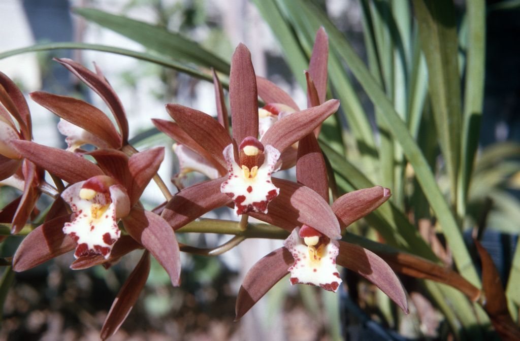 Cymbidium (Pam x Blue Smoke) 'Darkie', never registered, January 1966, roll 196601H6 slide 20