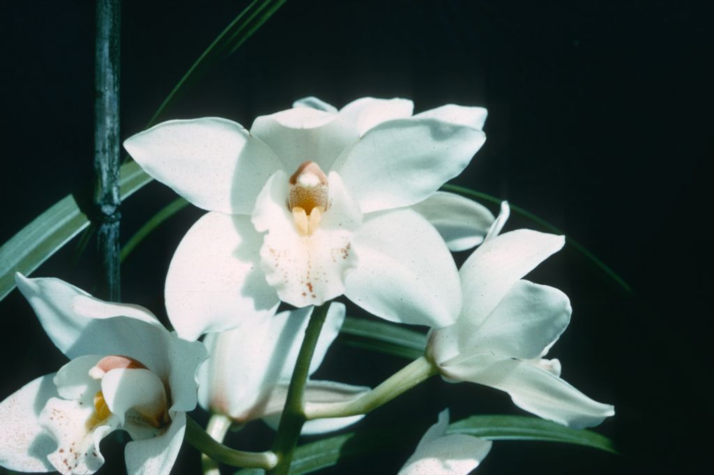 Cymbidium Balkis 'Luath', "SBOE slide", June 1967, roll 196706P9