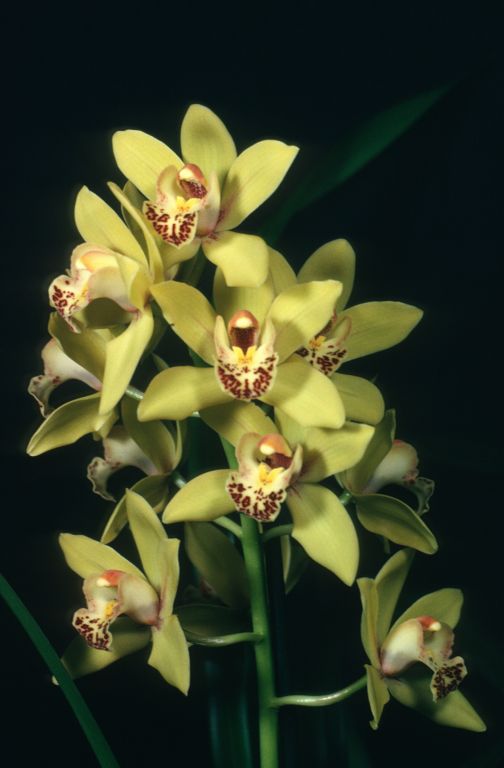 Cymbidium Silvia Miller 'Citronella', February 1968. roll 196802H2 slide 1
