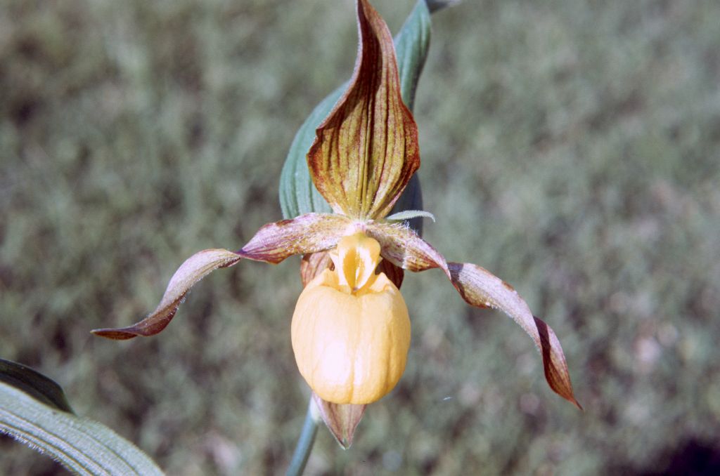 Cypripedium calceolus, June 1973, roll 197306H12 slide 7