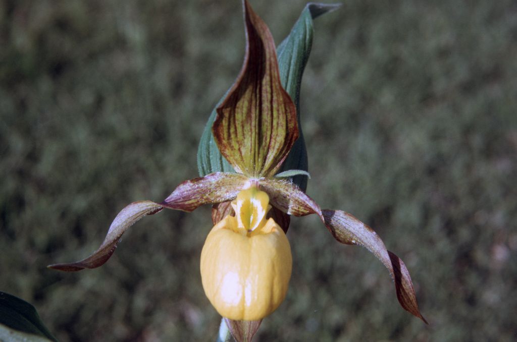 Cypripedium calceolus, June 1973, roll 197306H12 slide 8