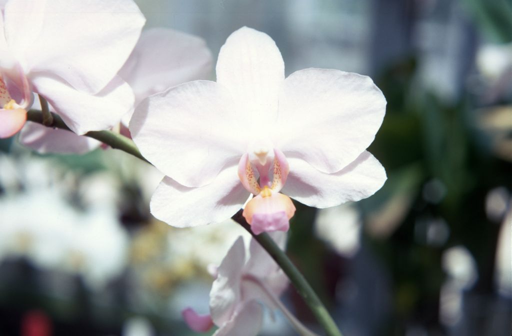 Doritaenopsis Jerri Sue King 'Pink Glitter', July 1967, roll 196707H7 slide 17