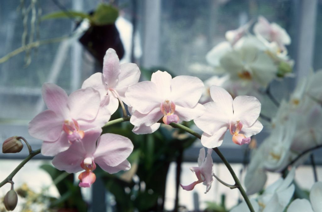 Doritaenopsis Jerri Sue King 'Pink Glitter', July 1967, roll 196707H7 slide 18