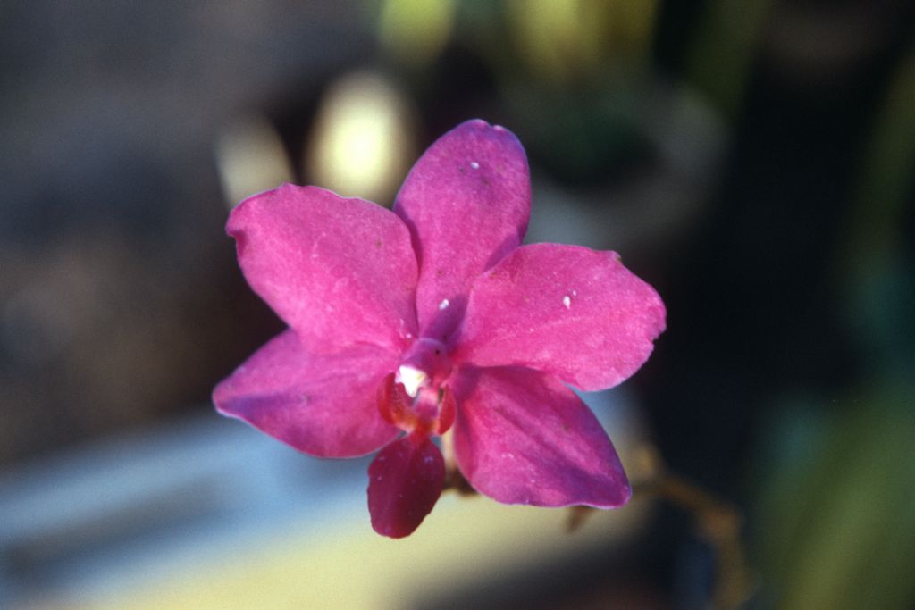 Doritaenopsis (Phalaenopsis lueddemanniana x Doritaenopsis Coral Gleam), never registered, December 1972, roll 197212H11 slide 12